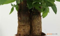 发财树干枯怎么救活 发财树干枯救活的方法