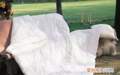 晒棉被遭大雨淋湿了 为什么新棉被不能晒
