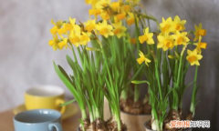 水仙花叶子太长可以剪，水仙花叶子太长倒下了怎么办视频