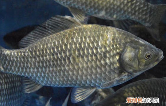 夏天钓鲫鱼用什么味型,鲫鱼冬天喜欢吃什么味道的饵料