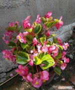 四季海棠花能在太阳下暴晒 四季海棠花晒太阳行不行