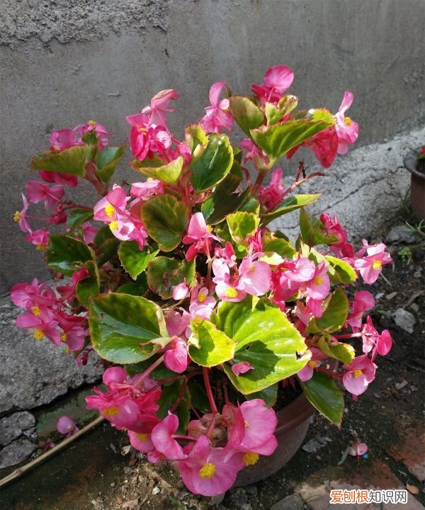 四季海棠花能在太阳下暴晒 四季海棠花晒太阳行不行