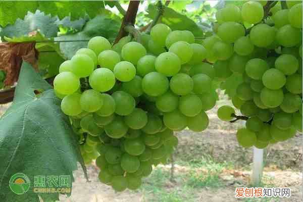 秋天吃水果有哪些禁忌 秋天成熟的水果有哪些