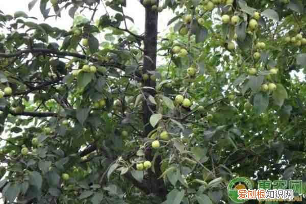 秋天吃水果有哪些禁忌 秋天成熟的水果有哪些