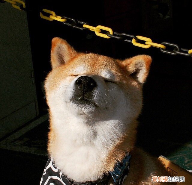 下西洋是有什么目的 郑和下西洋的时间