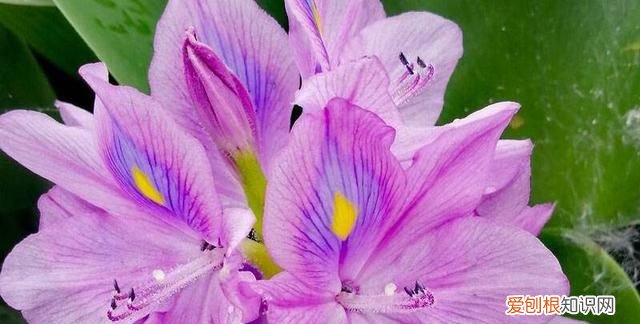 水葫芦是什么类植物，水葫芦是什么植物 水葫芦介绍