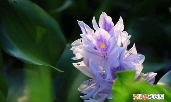 水葫芦是什么类植物，水葫芦是什么植物 水葫芦介绍