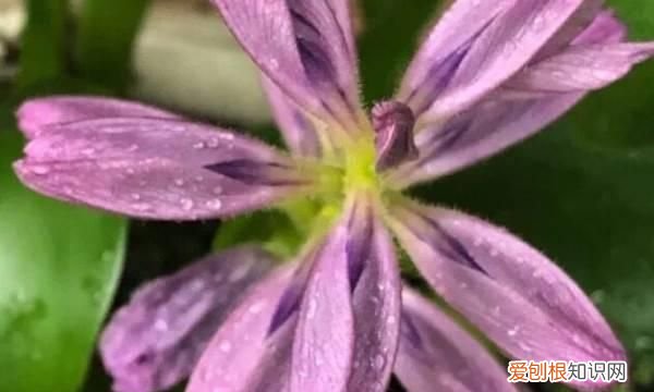 水葫芦是什么类植物，水葫芦是什么植物 水葫芦介绍