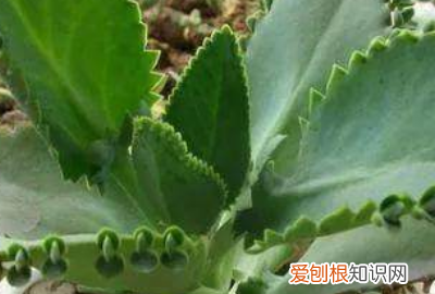 哪种盆栽最好养 3种好看又好养的盆栽植物介绍