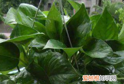 哪种盆栽最好养 3种好看又好养的盆栽植物介绍