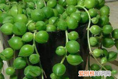 哪种盆栽最好养 3种好看又好养的盆栽植物介绍