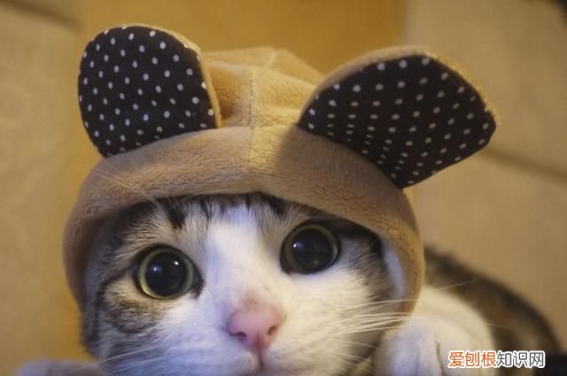 新手养猫有哪些注意事项 盘点新手养猫的注意事项