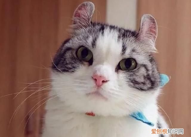 新手养猫有哪些注意事项 盘点新手养猫的注意事项