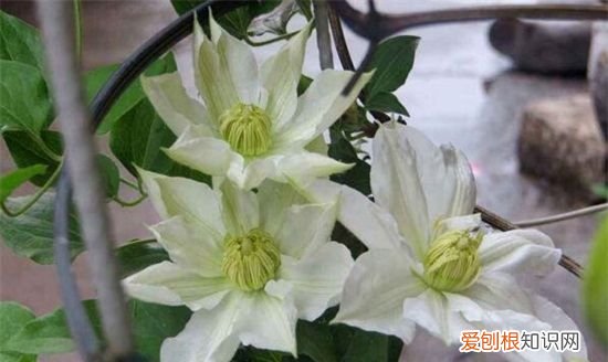 铁线莲种植与养护 铁线莲种植与养护简单介绍