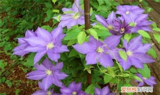 铁线莲种植与养护 铁线莲种植与养护简单介绍