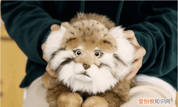 rua什么意思，rua是什么意思