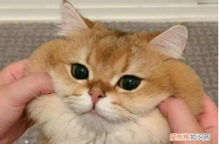 rua什么意思，rua是什么意思