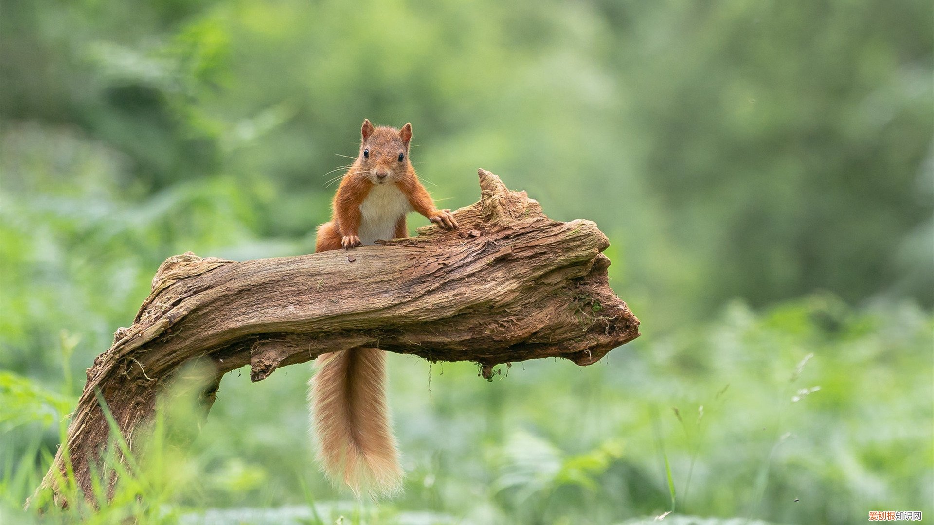 减肥每天跑多少公里合适 5公里跑多久