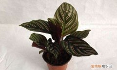 双线竹芋有毒 有毒双线竹芋，双线竹芋水养是不是不干叶子了