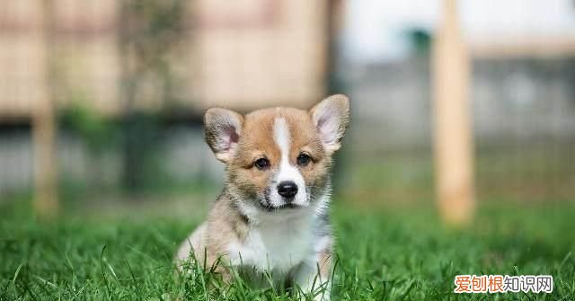 脾气温顺的动物，世界上最温柔的动物排行