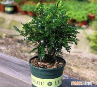 胡椒木的养殖方法和配料，胡椒木如何养护 胡椒木养护方法介绍