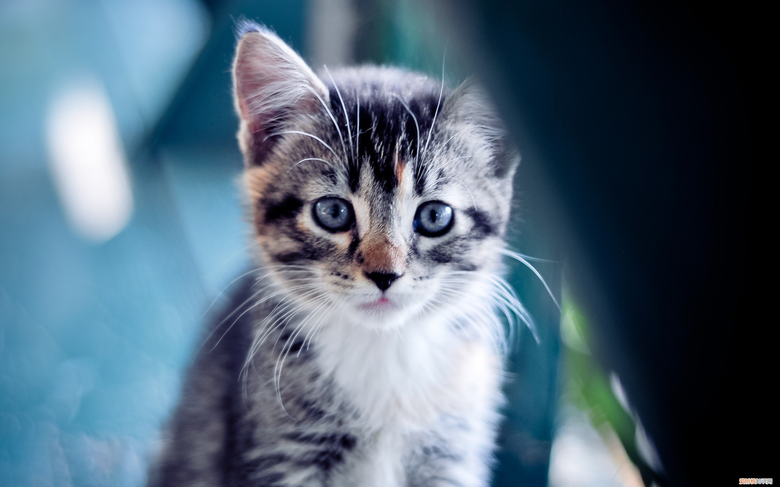 翰怎么读组词 翰怎么读