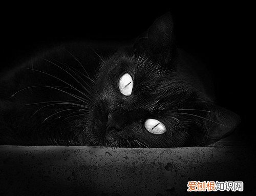 蝈蝈进屋风水说法 蝈蝈能活多久