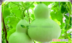 发霉的葫芦怎么弄好看，干葫芦发霉黑斑怎么去除