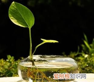 黑天鹅竹芋能长多大，海芋和竹芋的区别 海芋和竹芋的区别有什么