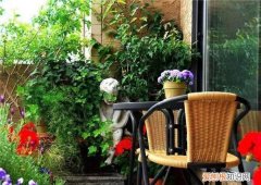 黑天鹅竹芋能长多大，海芋和竹芋的区别 海芋和竹芋的区别有什么