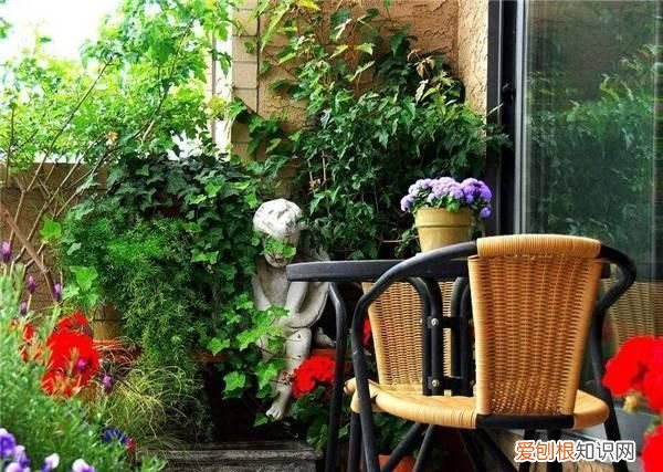 黑天鹅竹芋能长多大，海芋和竹芋的区别 海芋和竹芋的区别有什么