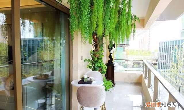 黑天鹅竹芋能长多大，海芋和竹芋的区别 海芋和竹芋的区别有什么