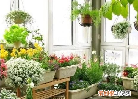 黑天鹅竹芋能长多大，海芋和竹芋的区别 海芋和竹芋的区别有什么