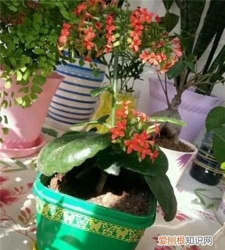 黑天鹅竹芋能长多大，海芋和竹芋的区别 海芋和竹芋的区别有什么