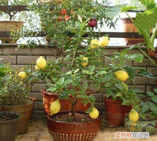 柠檬盆栽有香味 柠檬盆栽有没有香味
