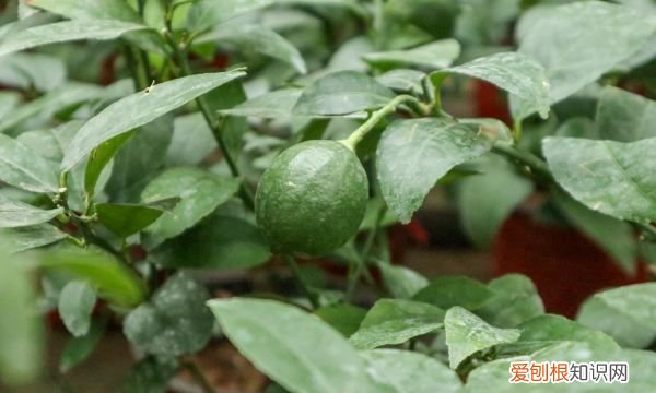 柠檬盆栽有香味 柠檬盆栽有没有香味