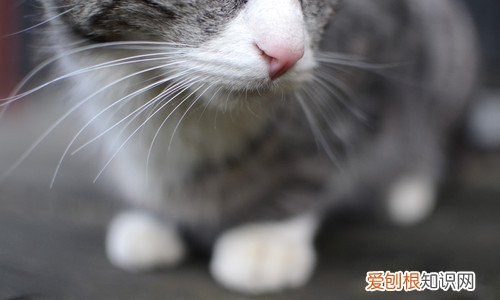 引产后要清宫手术吗 引产多久清宫