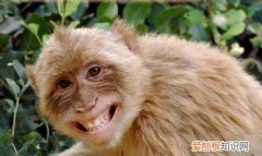 猴子的寿命，猴子的平均寿命和繁衍时间