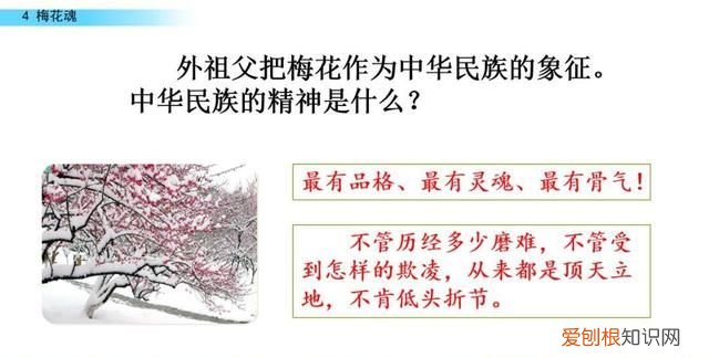 五年级下册第四课梅花魂课文讲解