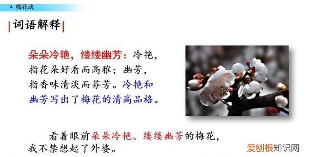 五年级下册第四课梅花魂课文讲解