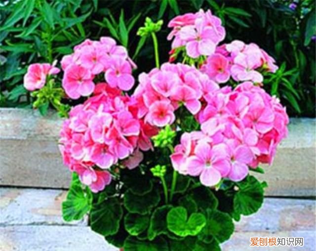 大花天竺葵怎么养 大花天竺葵养殖方法是什么