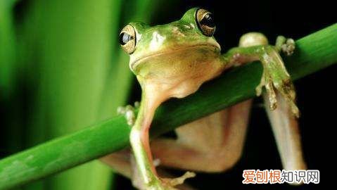 青蛙是怎么冬眠的，青蛙是怎样过冬的