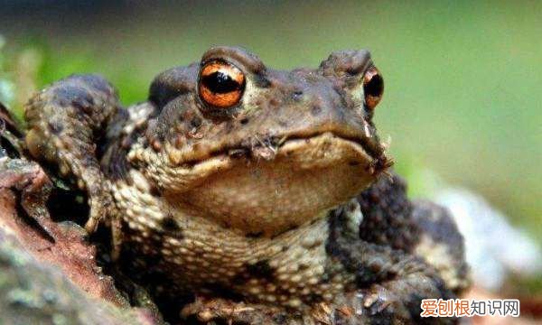 青蛙是怎么冬眠的，青蛙是怎样过冬的