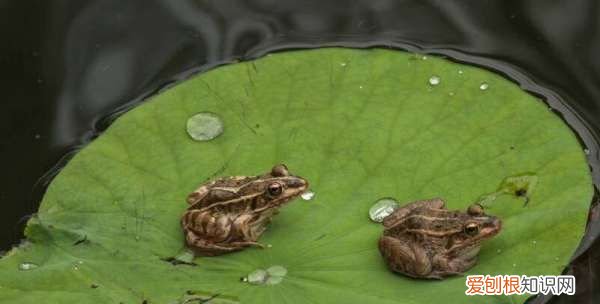 青蛙是怎么冬眠的，青蛙是怎样过冬的
