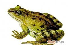 青蛙是怎么冬眠的，青蛙是怎样过冬的