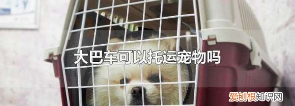 坐大巴车可以带宠物，想咨询个事情坐长途汽车或大巴可以带宠物猫