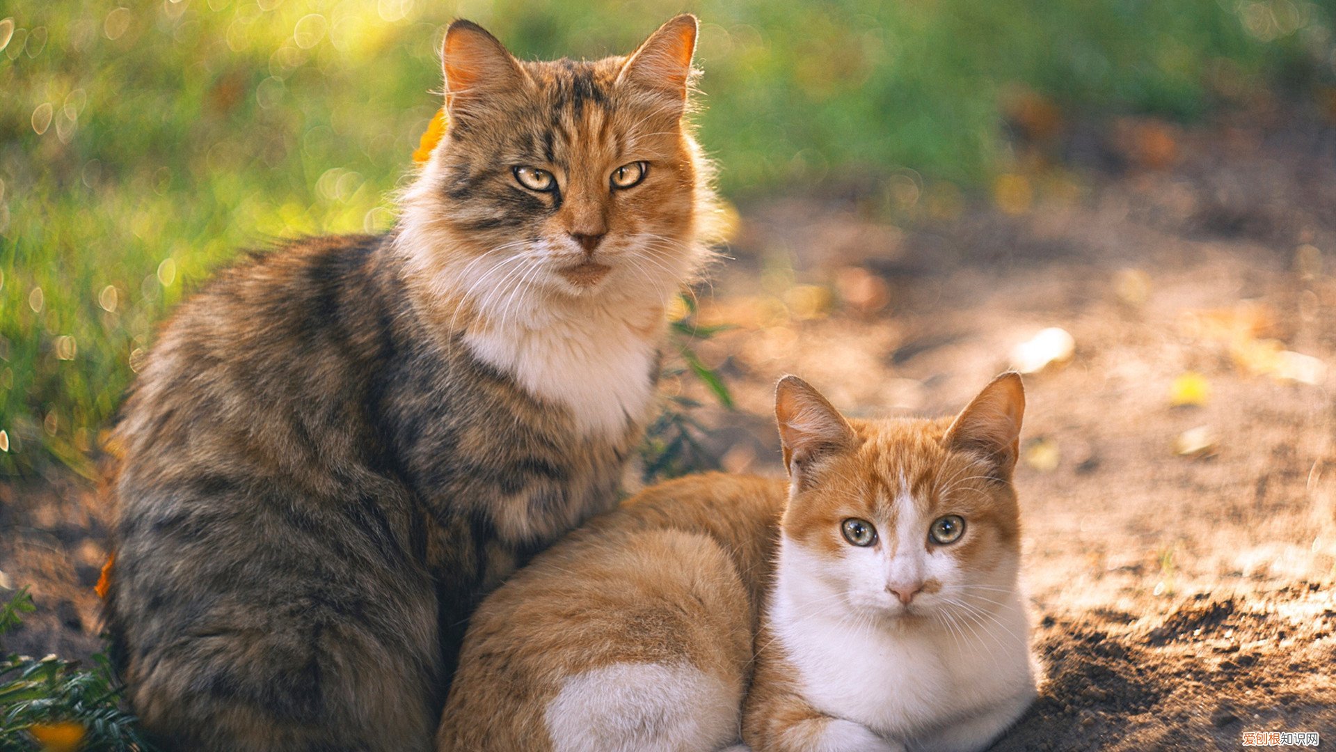 hide的读音 hide是什么意思