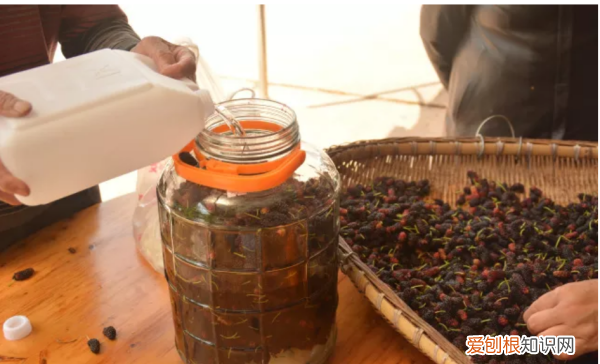 桑葚泡酒要放多少冰糖，一斤桑葚泡几斤白酒放多少冰糖