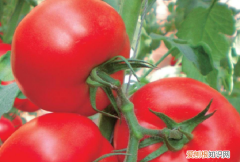 大棚里怎么种植西红柿，大棚西红柿的种植方法和管理技术