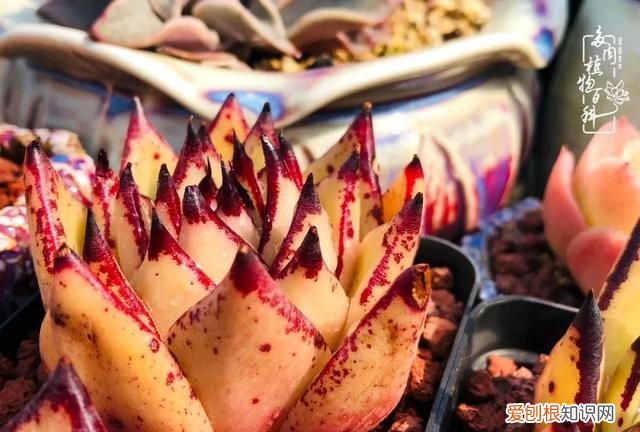 喜怒哀乐酸甜苦辣这就是所谓的人生